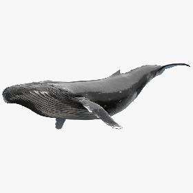 Humpback Whale Rigged